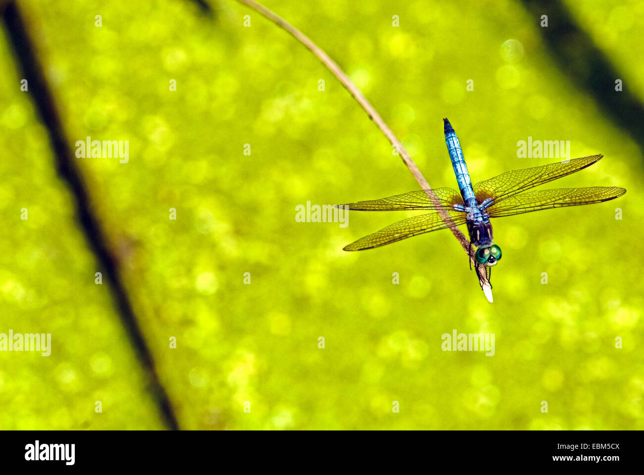 Bleu libellule sur une brindille sèche près de la rivière Patoka National Wildlife Refuge (NWR), Indiana, USA. Banque D'Images