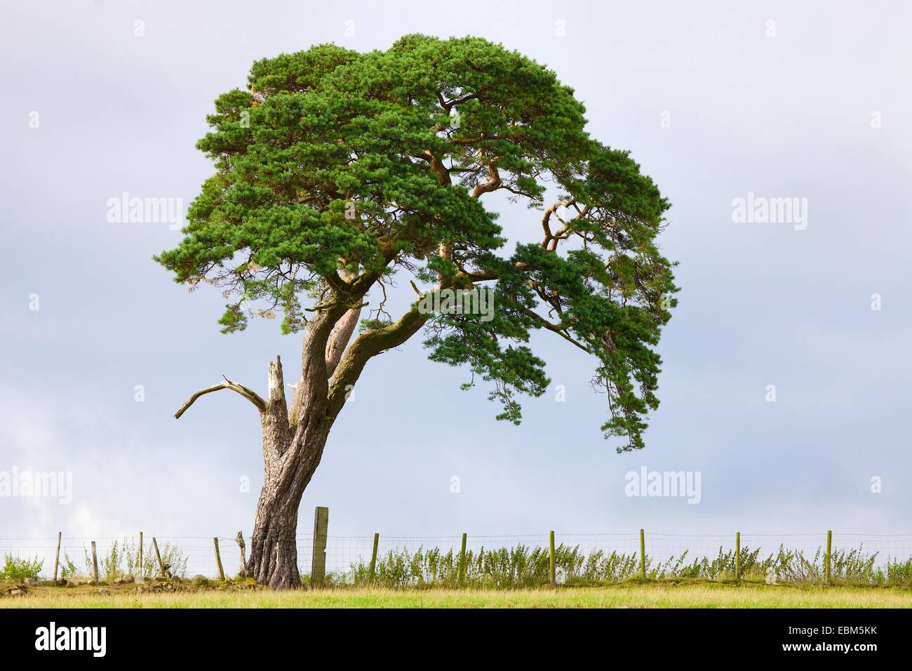 Le pin d'arbre sur la colline de l'horizon. Banque D'Images