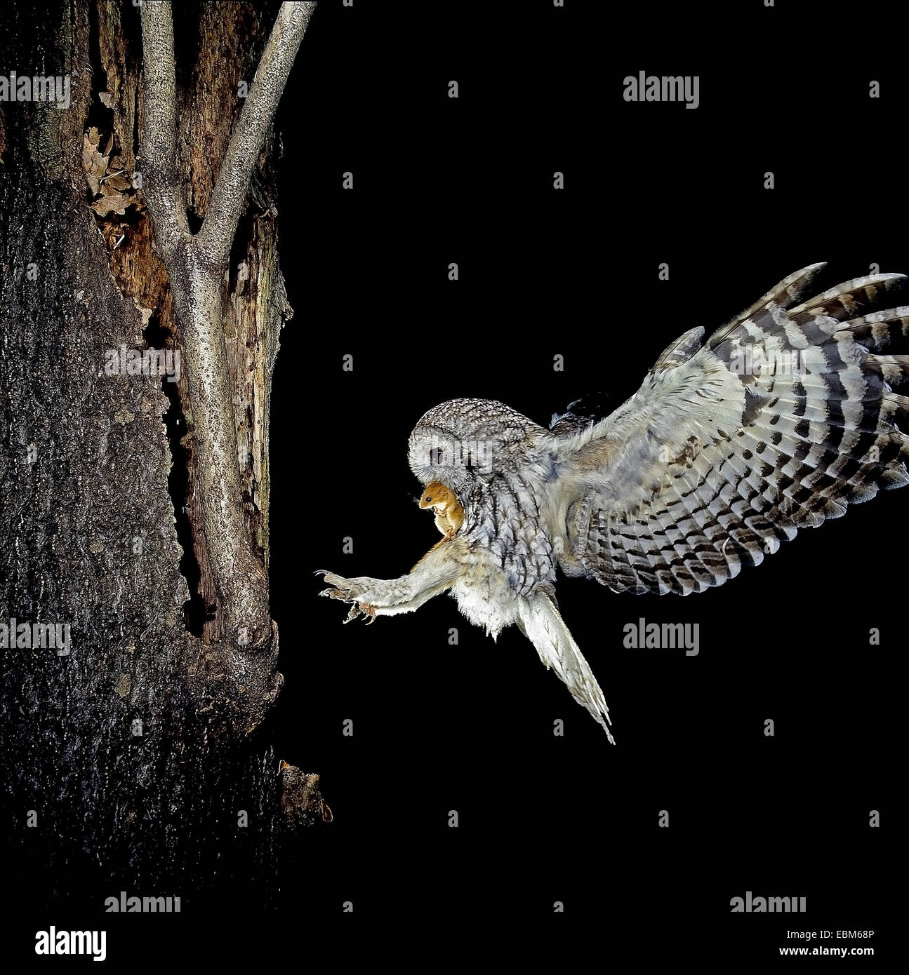 Tawny Owl (Strix Aluco enr.) phase gris voler dans le nid avec Hazel Dormeuse proie ; Photo nocturne faite avec trois clignote et un Banque D'Images