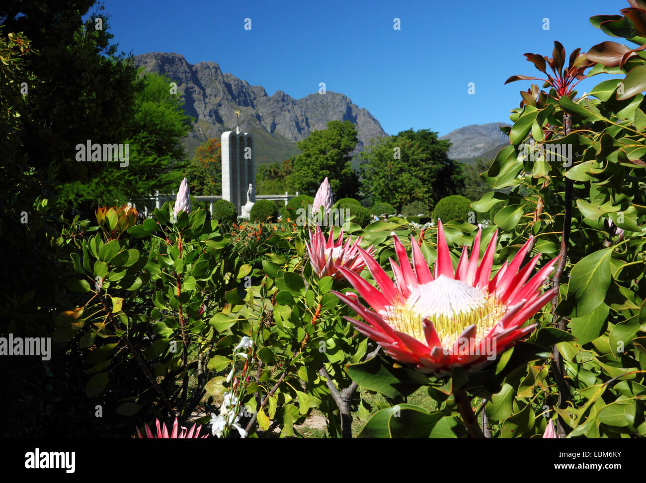 Un lit King Protea Protea (fleurs), photo:Hugenot Monument, Franschhoek, Afrique du Sud. Banque D'Images