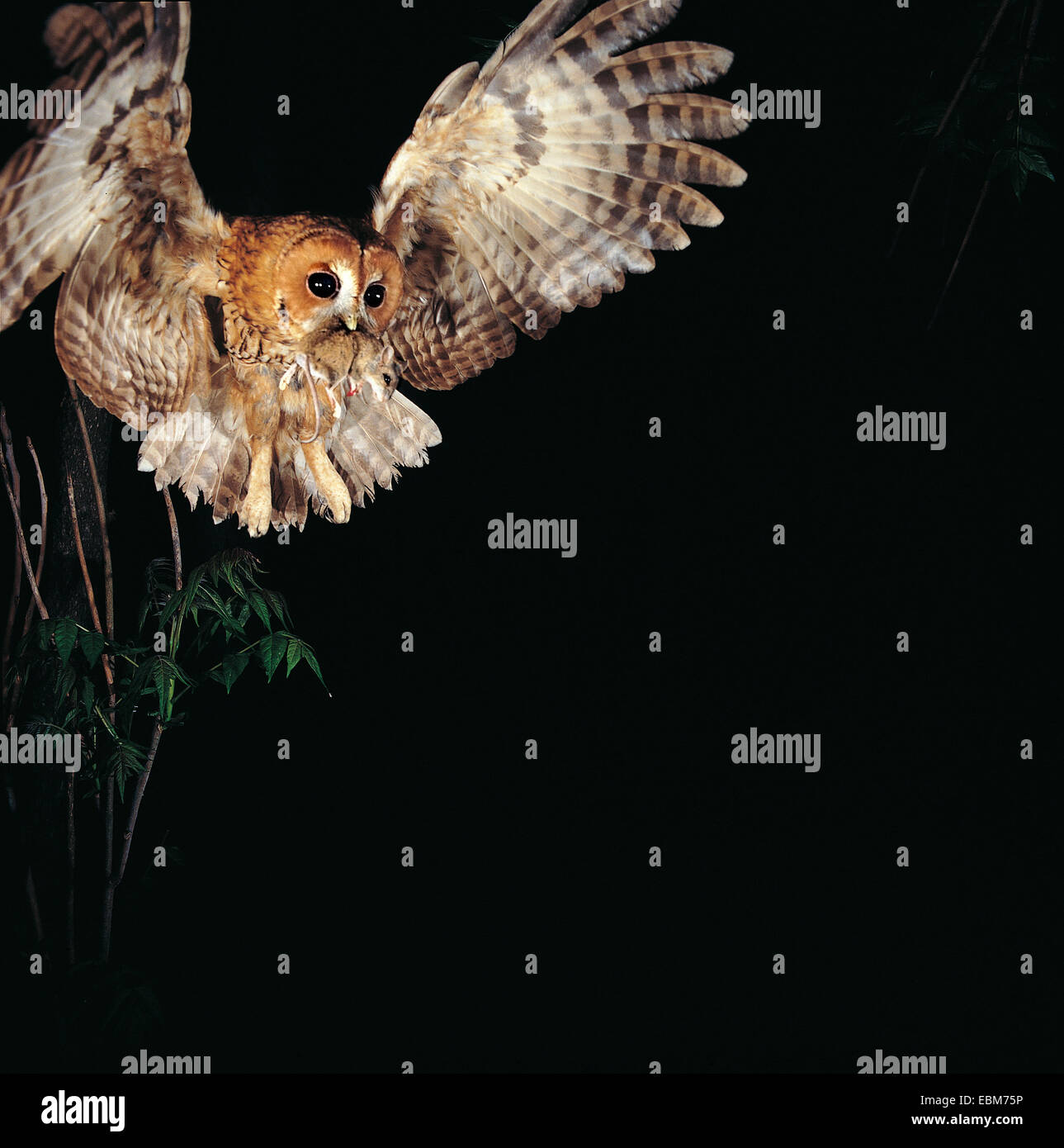 Tawny Owl (Strix Aluco enr.) phase rouge, avec des proies de la souris sur le terrain Banque D'Images
