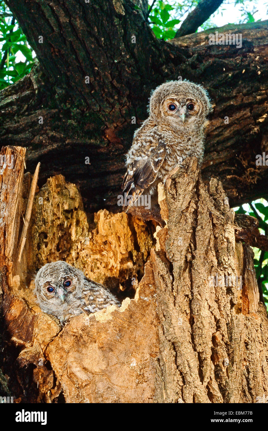 Tawny Owl (Strix Aluco enr.) deux owlets juste hors du nid , l'âge d'environ cinq semaines Banque D'Images