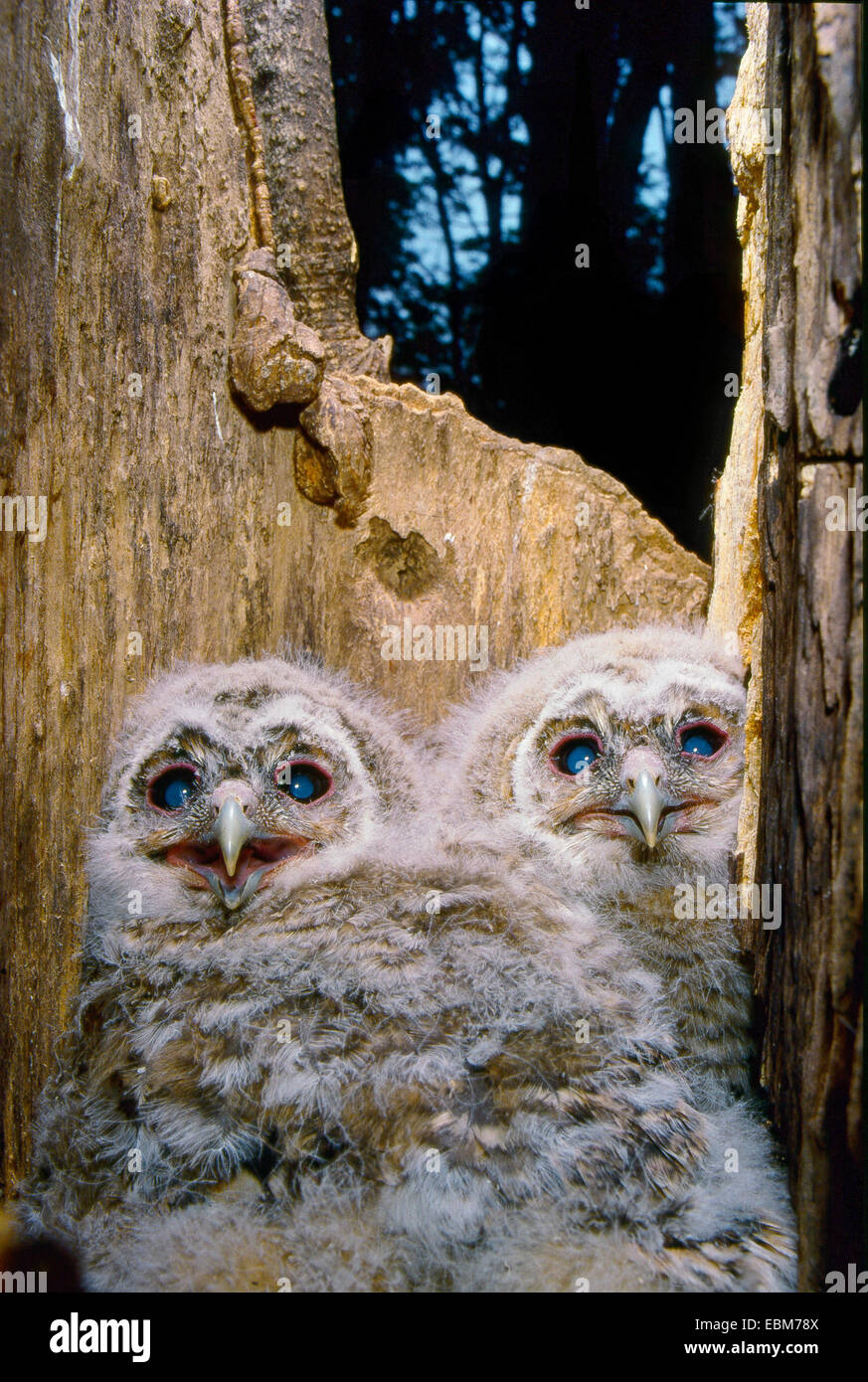 Deux jeunes Tawny Owl (Strix Aluco enr.) L'âge d'environ trois semaines dans le nid Banque D'Images