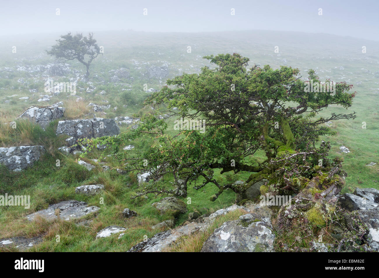Une commune balayées par l'aubépine, Crataegus monogyna, se développe à partir de l'un des roches sur le Dartmoor en un jour brumeux. Banque D'Images