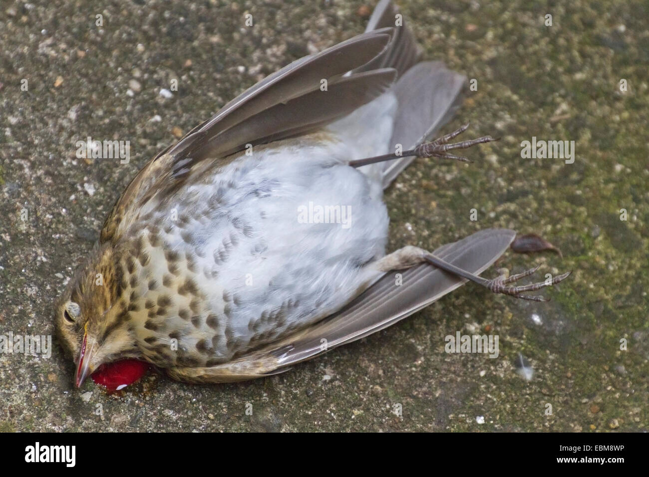 Un oiseau est mort et son sang sur le sol après un vol dans l'aveuglette fenêtre fermée Banque D'Images