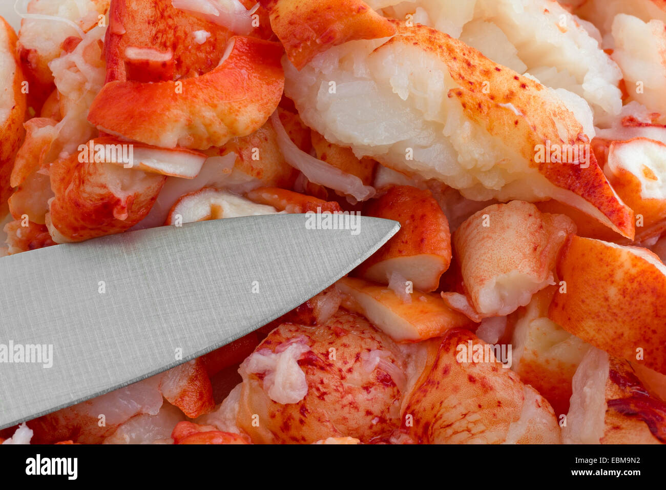 Un gros plan de couper la chair de homard avec une lame de couteau. Banque D'Images