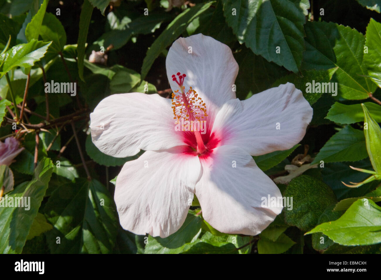 Hibiscus en fleurs Banque D'Images