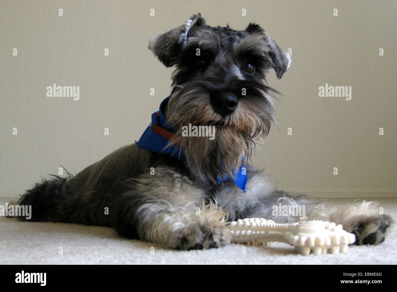 Close-up of a dog posant avec un os Banque D'Images