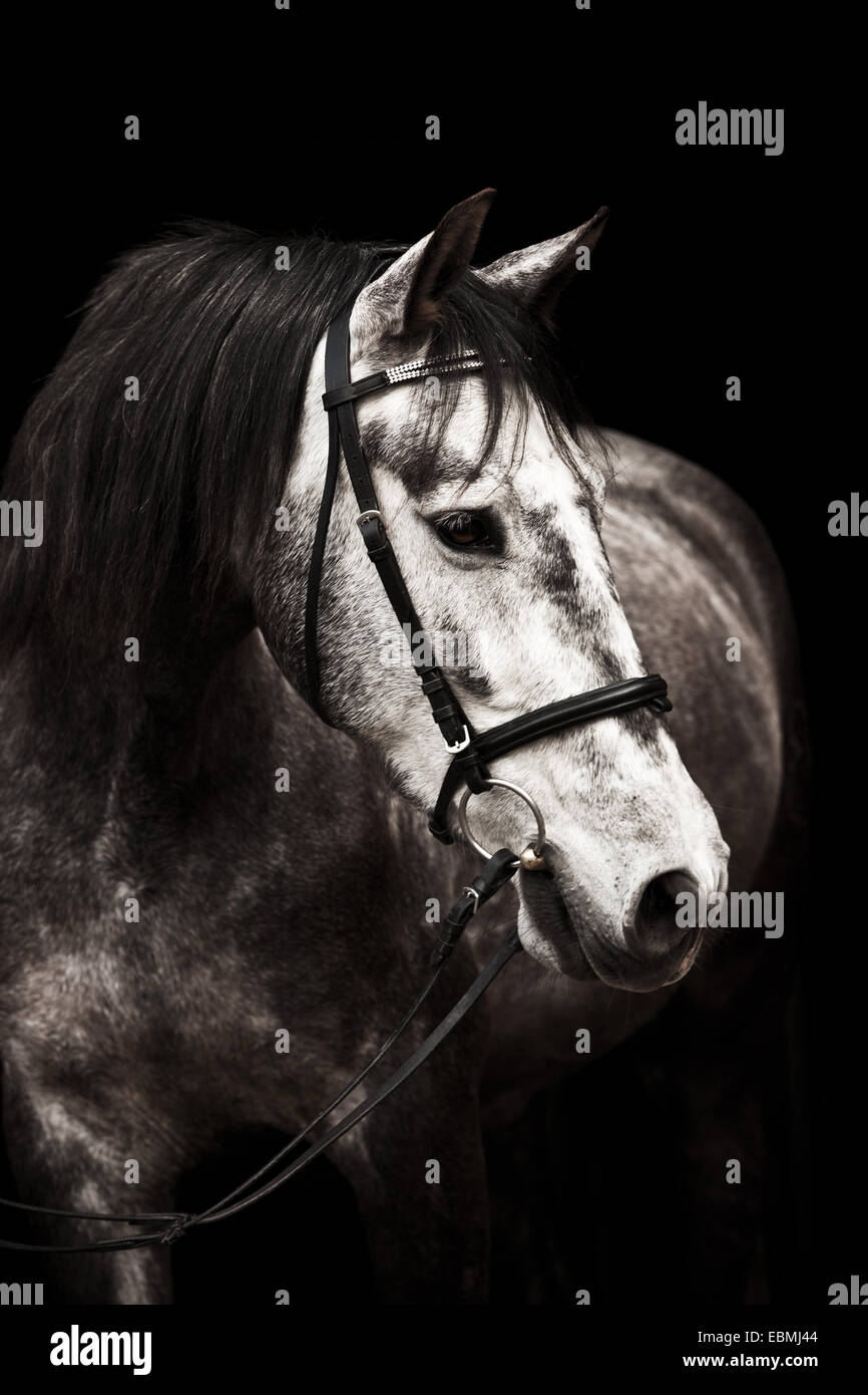 Hongre gris pommelé, PRE, Pura Raza Española, avec l'anglais bridle, contre le noir Banque D'Images