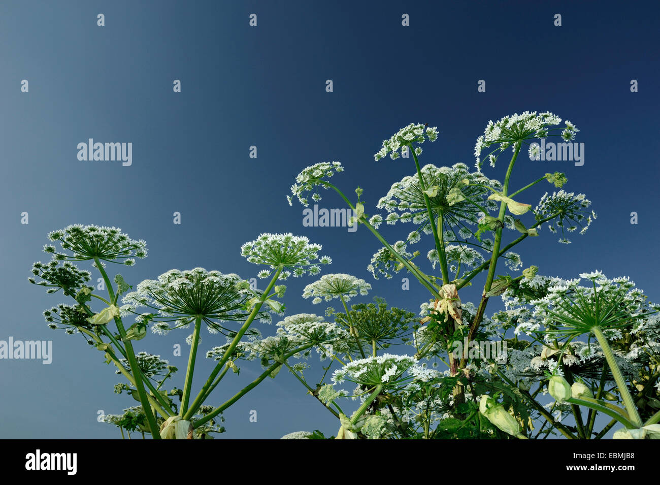 La berce du Caucase, la roue-fleur ou persil vache géante (Heracleum mantegazzianum), Rhénanie du Nord-Westphalie, Allemagne Banque D'Images