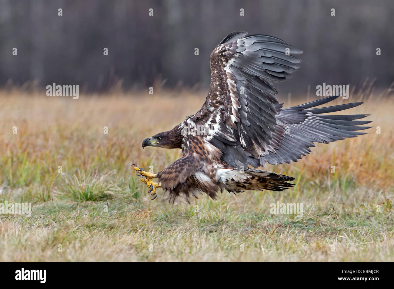 À queue blanche (Haliaeetus albicilla), s'approchant de proie, Pologne Banque D'Images