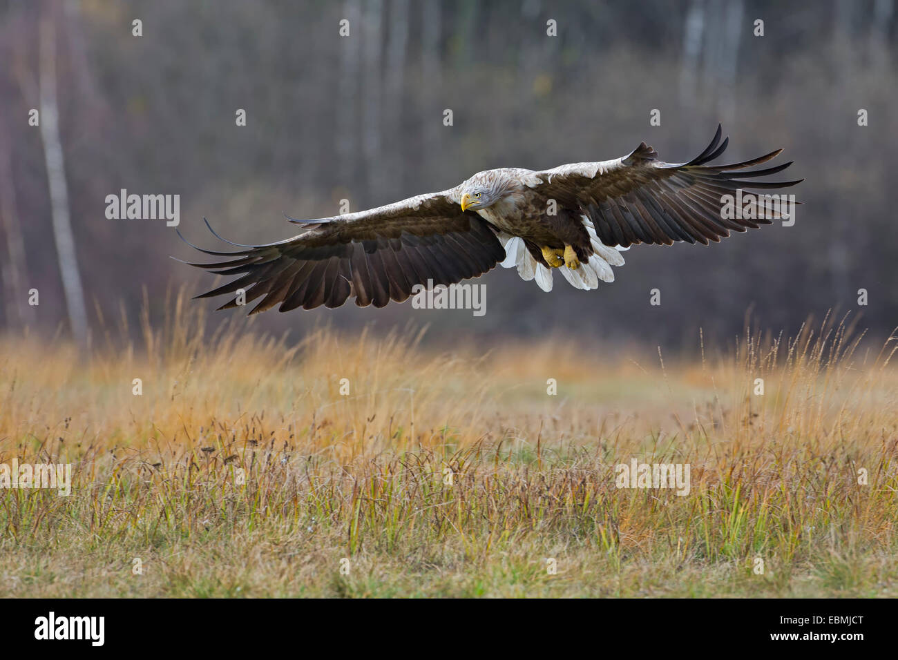 À queue blanche (Haliaeetus albicilla), adulte, s'approchant de proie, Pologne Banque D'Images