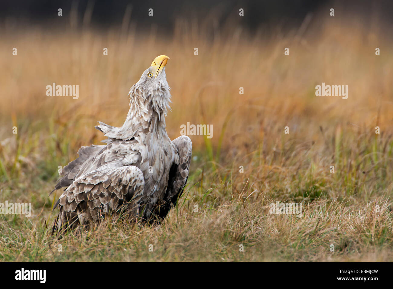 À queue blanche (Haliaeetus albicilla), appelant des oiseaux adultes, Pologne Banque D'Images