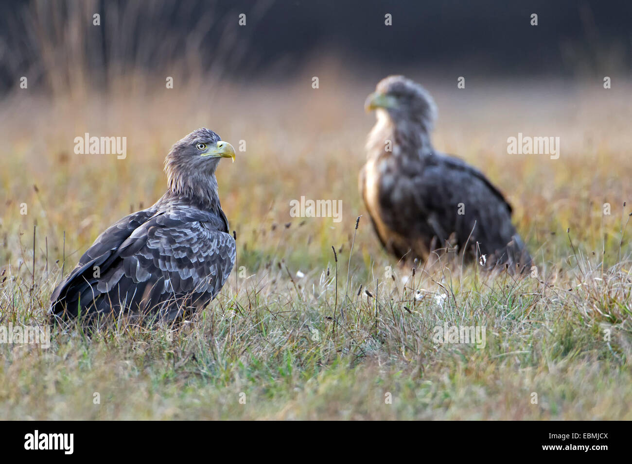 Les pygargues à queue blanche (Haliaeetus albicilla), Pologne Banque D'Images