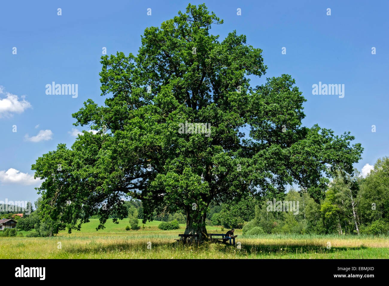 Chêne (Quercus), soi-disant, à chêne Mozart Klostersee Seeon, Grabenstätt, Chiemgau, Haute-Bavière, Bavière, Allemagne Banque D'Images