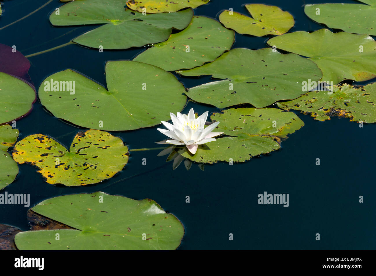 Des nénuphars blancs (Nymphaea alba), Klostersee Seeon, Grabenstätt, Chiemgau, Haute-Bavière, Bavière, Allemagne Banque D'Images