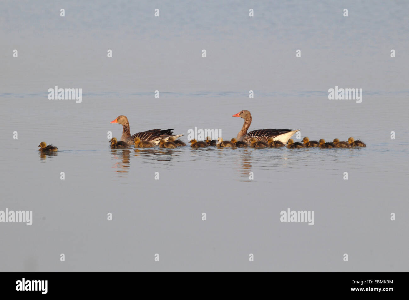 Oies cendrées (Anser anser), une paire avec des poussins, Illmitz, Burgenland, Autriche Banque D'Images