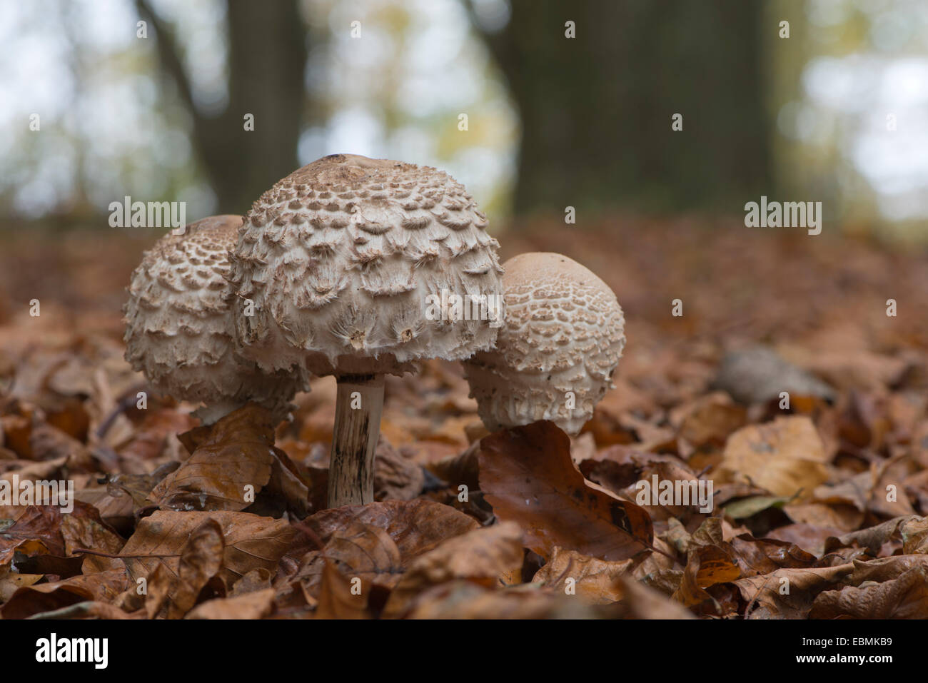 Parasol de champignons (Macrolepiota procera), de l'Ems, Basse-Saxe, Allemagne Banque D'Images