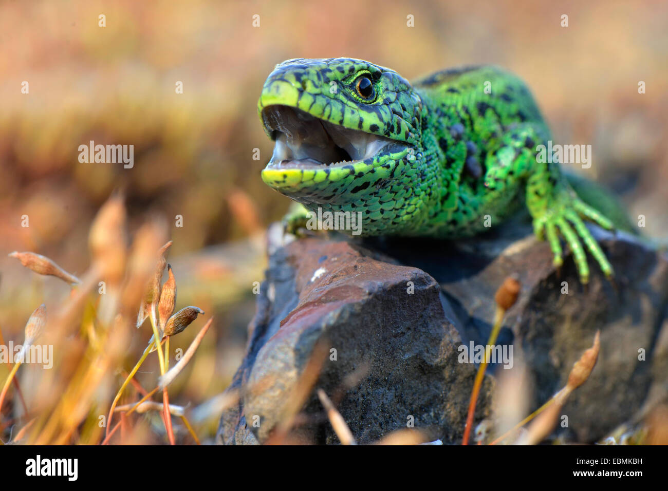 Sand lizard (Lacerta agilis), homme dans la reproduction des couleurs avec la bouche ouverte, menaçante, Rhénanie du Nord-Westphalie, Allemagne Banque D'Images