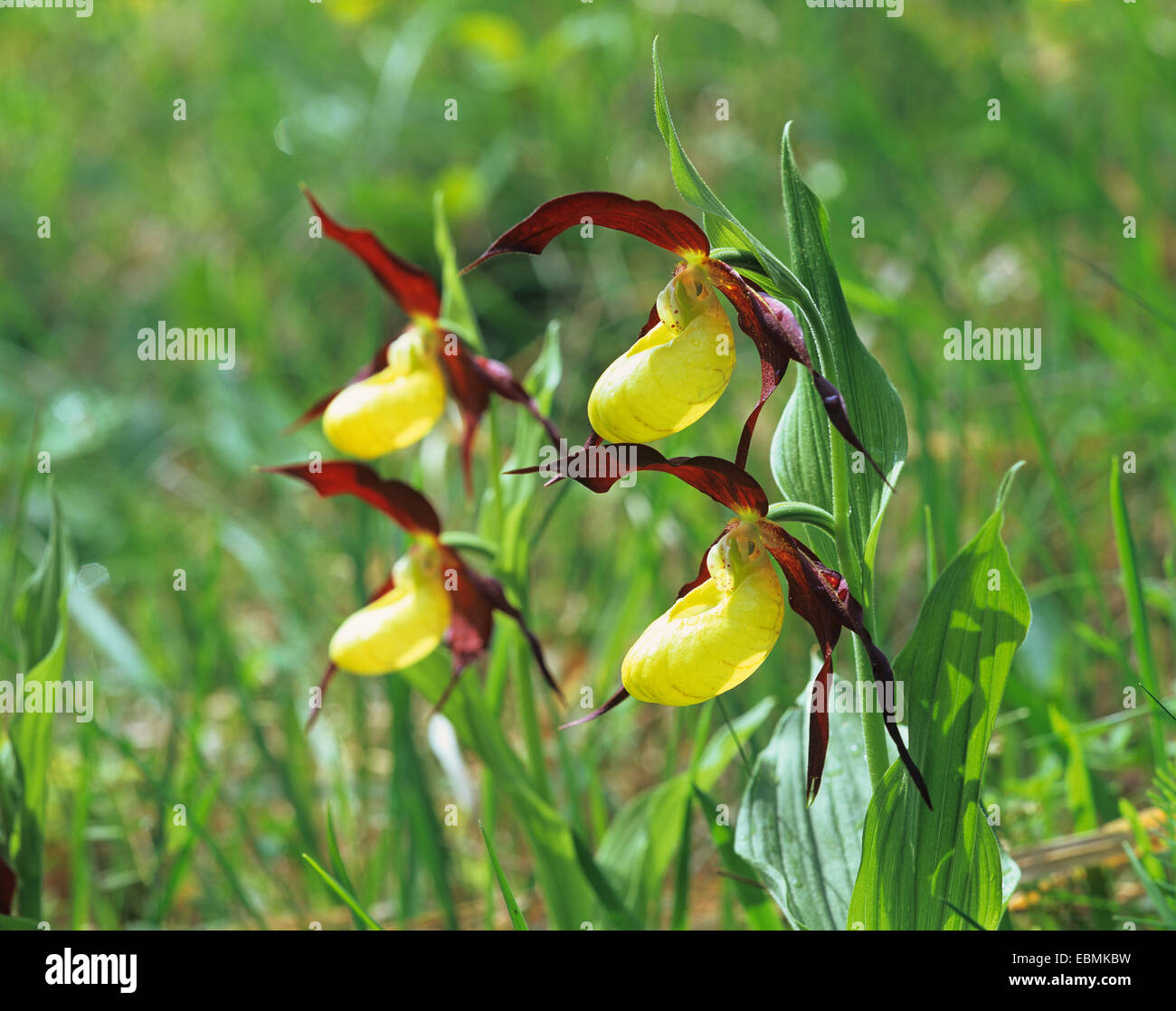 Lady's Slipper Orchid (Cypripedium calceolus), la floraison, Wittersroda, Thuringe, Allemagne Banque D'Images