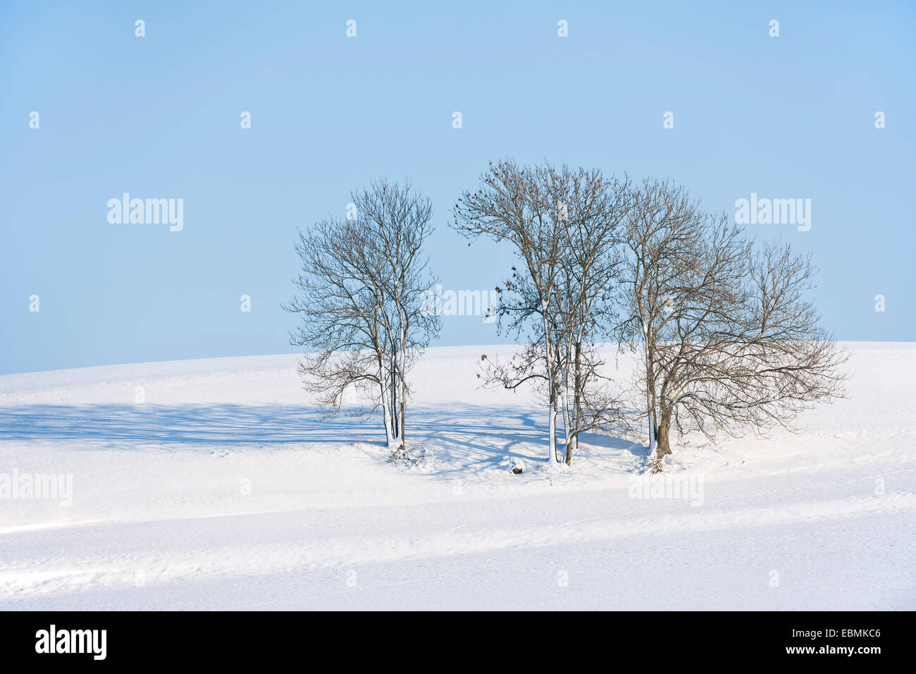 Frêne ou frêne commun (Fraxinus excelsior) des arbres dans la neige, Bavière, Allemagne Banque D'Images