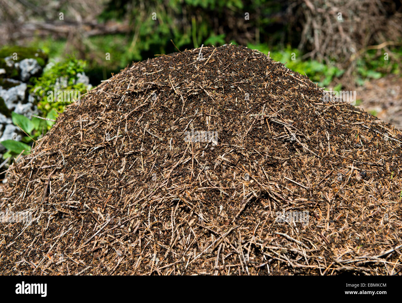 La Fourmilière de la Swiss Mountain fourmi (Formica paralugubris), Parc naturel régional Jura vaudois, Suisse Banque D'Images