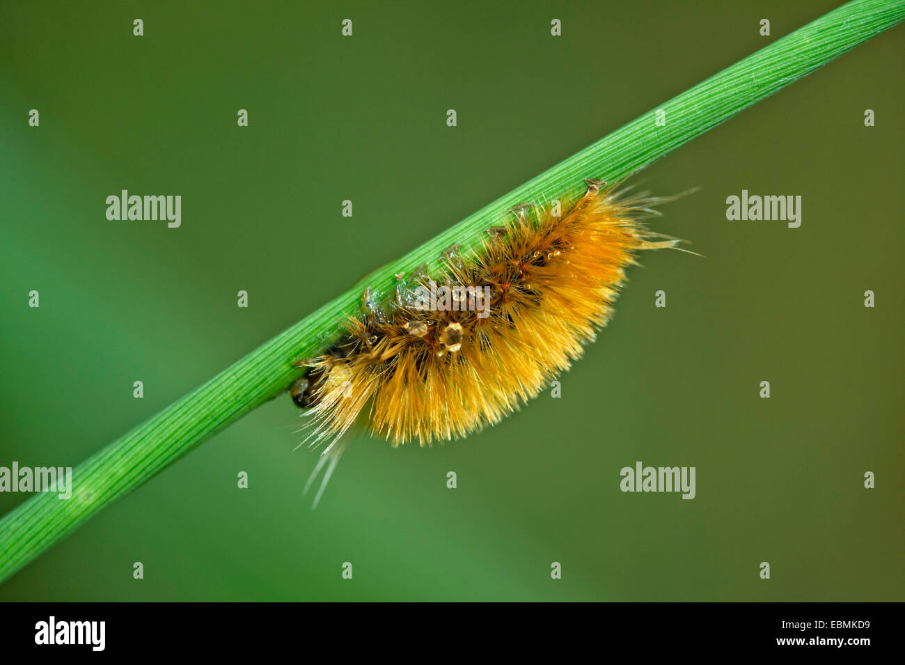 Hairy Caterpillar d'une espèce (Erebidae), la Réserve de Tambopata, région de Madre de Dios, Pérou Banque D'Images