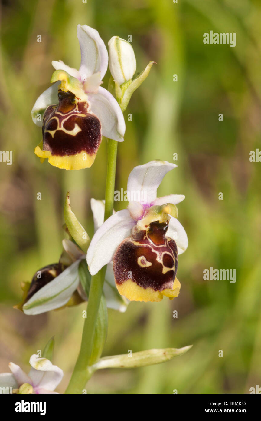 La fin de l'Araignée de orchid (Ophrys holoserica) tépales blancs, Bade-Wurtemberg, Allemagne Banque D'Images