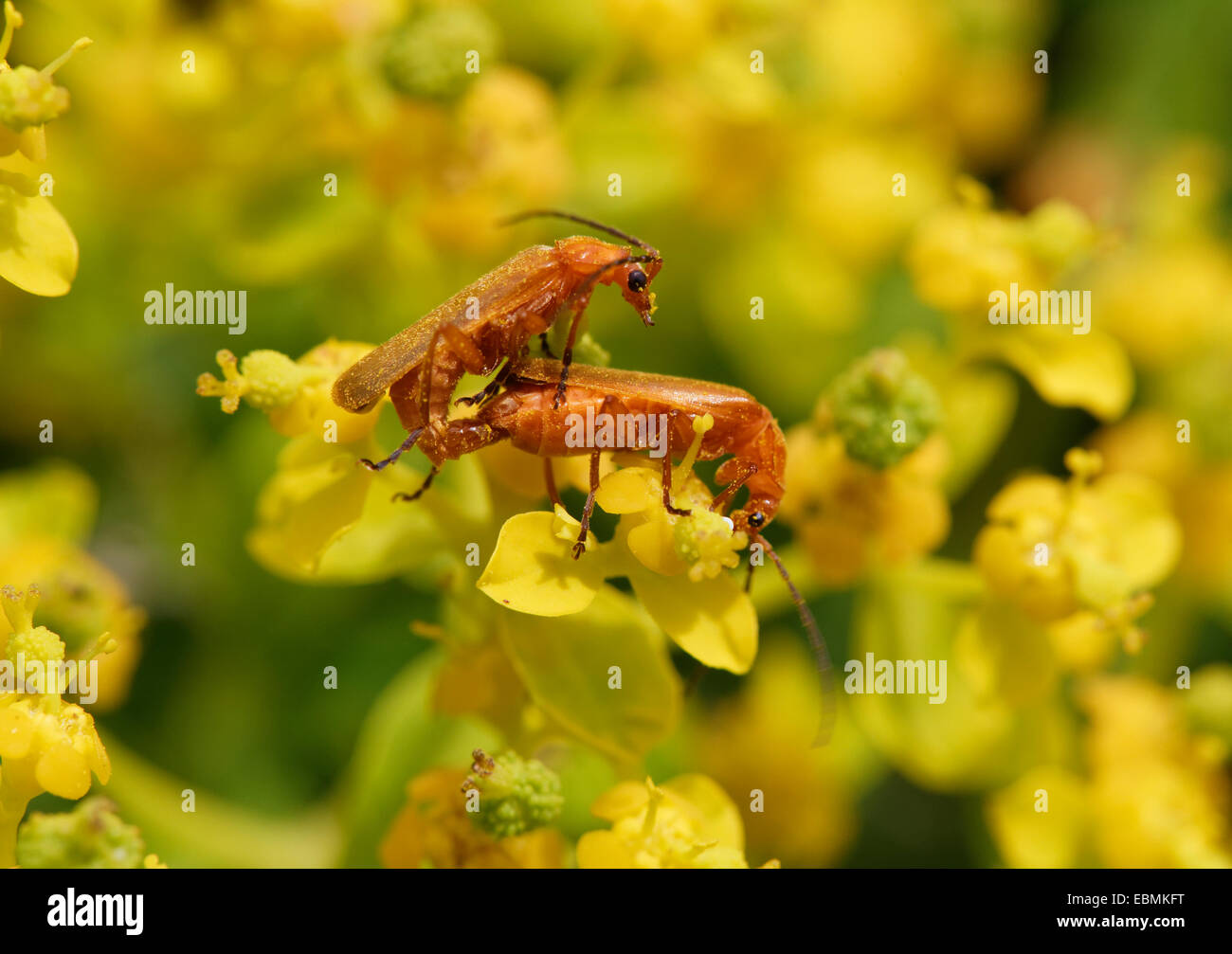 Les coléoptères Cantharidae (soldat) L'accouplement sur une fleur d'euphorbe ésule (Euphorbia acanthothamnos), Datça, Péninsule de Datça, Muğla Province Banque D'Images