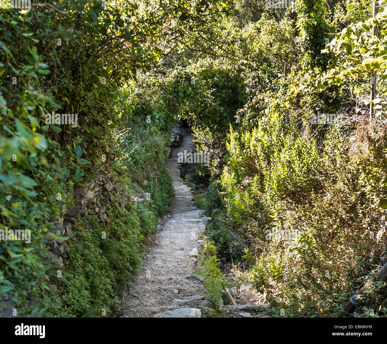 Trail entouré de plantes, la végétation tunnel, Cinque Terre, La Spezia, ligurie, italie Banque D'Images