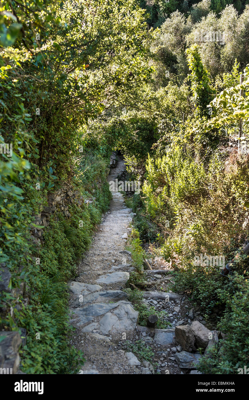 Trail entouré de plantes, la végétation tunnel, Cinque Terre, La Spezia, ligurie, italie Banque D'Images