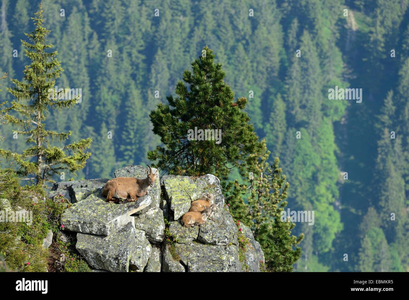 Bouquetin des Alpes (Capra ibex), adulte et deux jeunes animaux couché sur la dalle de roche, Oberland Bernois, Canton de Berne, Suisse Banque D'Images