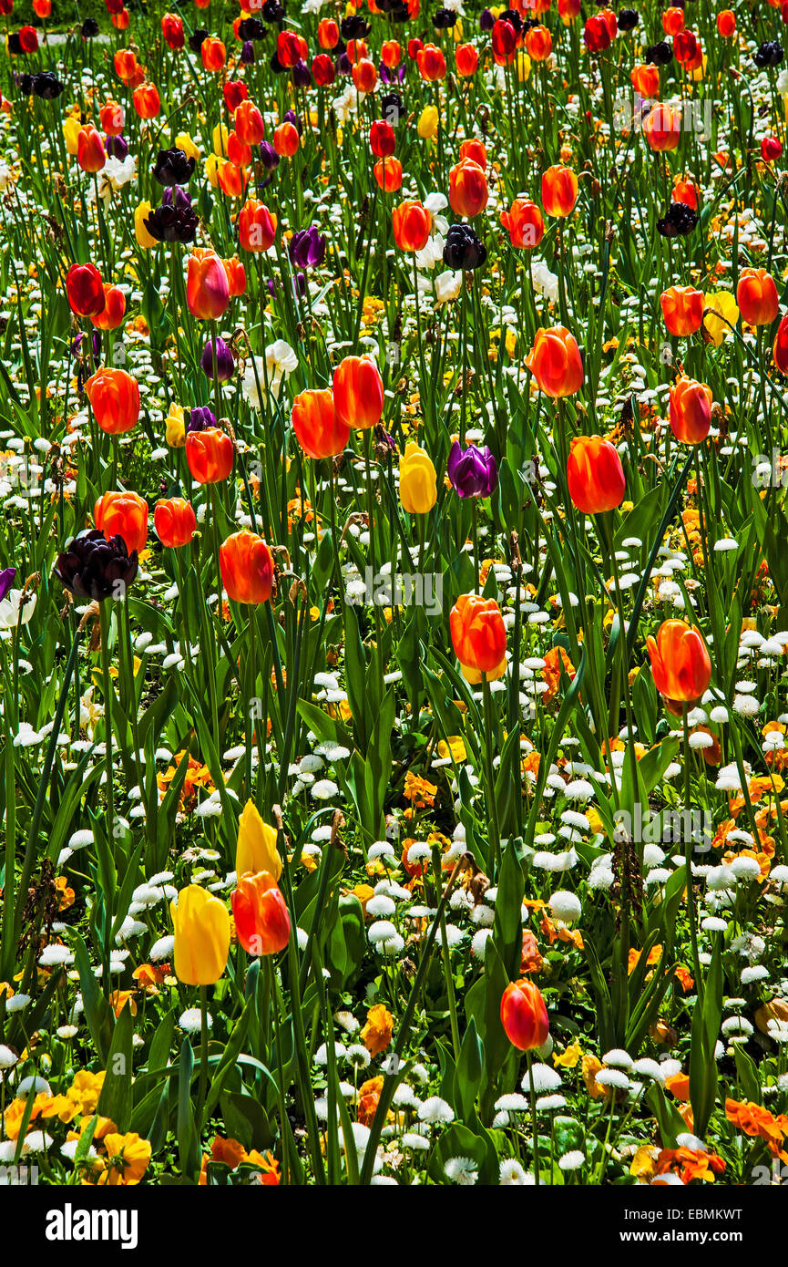 Les fleurs de printemps et des tulipes (Tulipa) dans un lit de fleur Banque D'Images