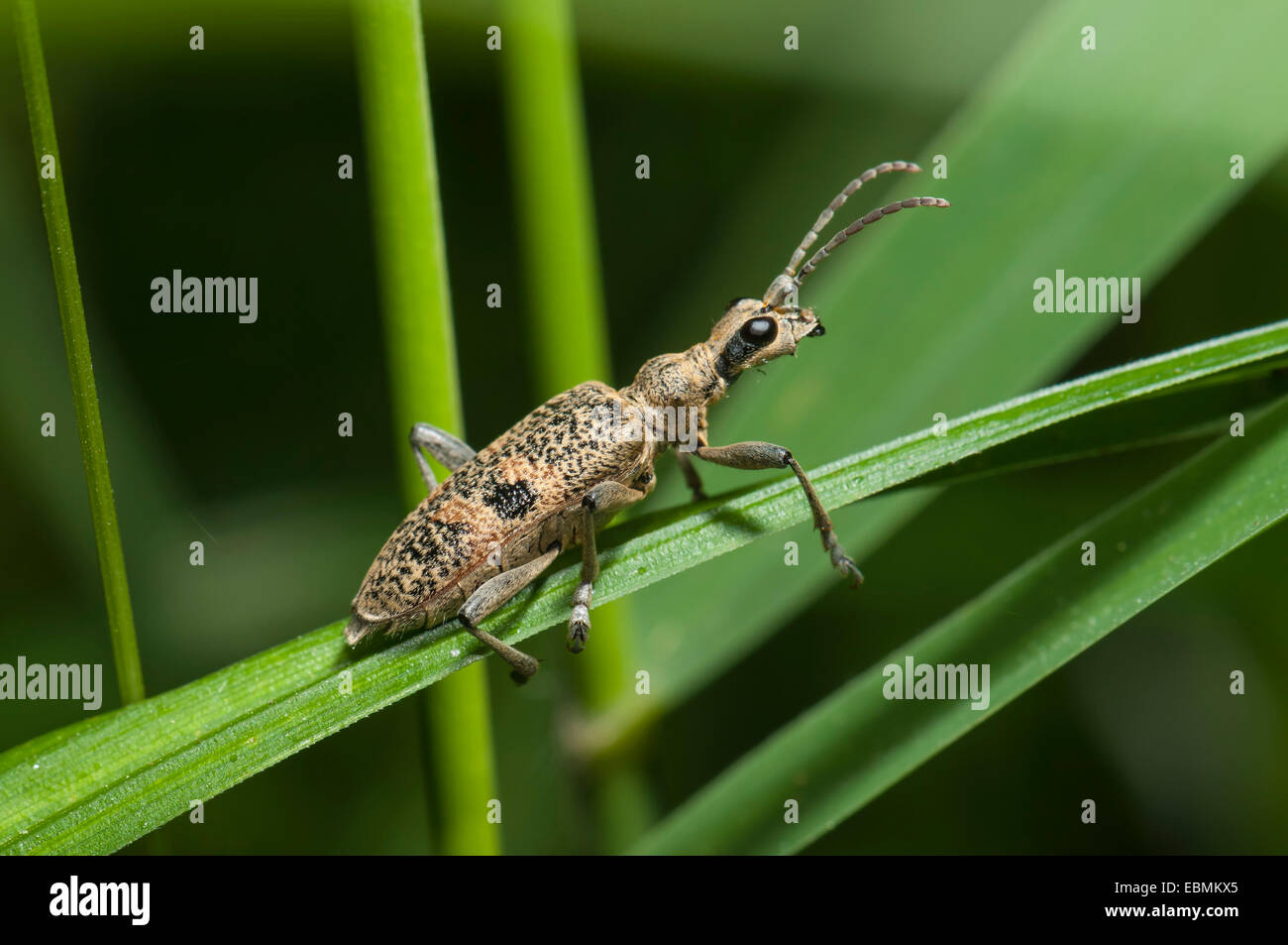 Support Pince Épinoche tachetée (Rhagium mordax) Beetle, Mönchbruch Réserve Naturelle, Mörfelden, Hesse, Allemagne Banque D'Images