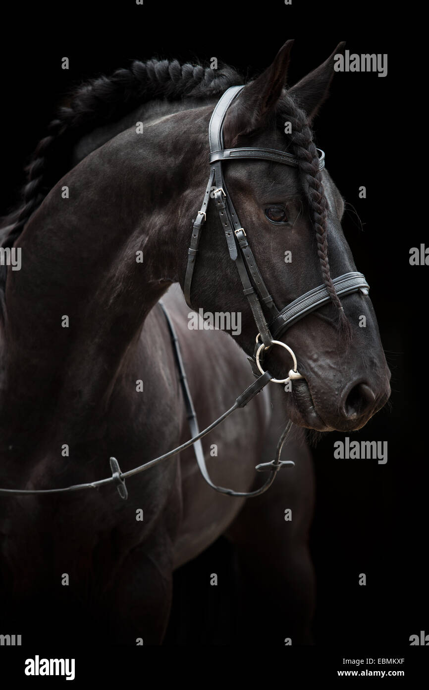 Frison Baroque Noir, Cheval, étalon à la crinière tressée, English Bridle Banque D'Images