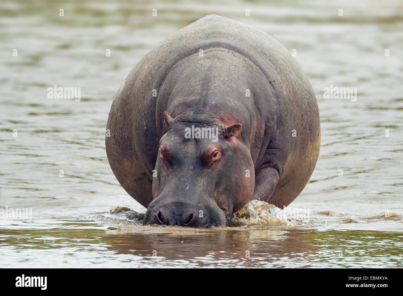 Presque sphérique un Hippopotame (Hippopotamus amphibius) vue avant dans de l'eau peu profonde, Massai Mara, Serengeti Banque D'Images