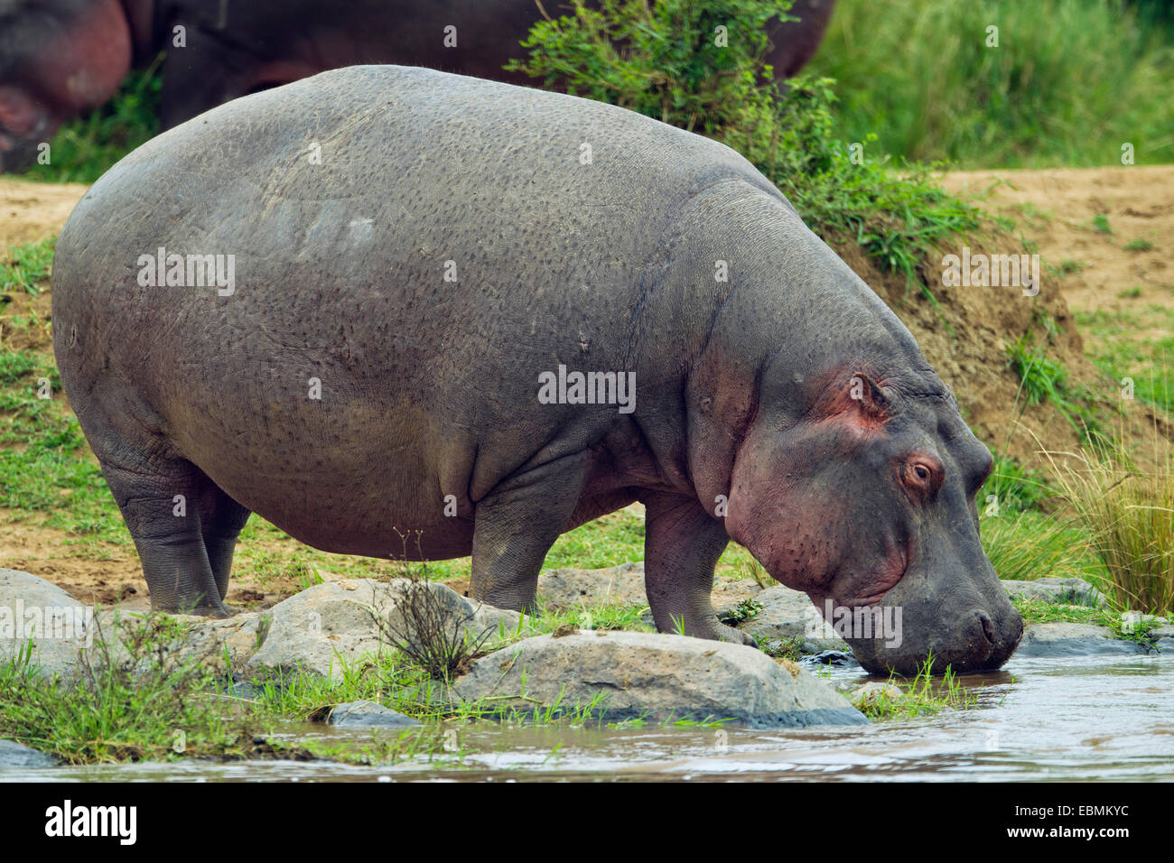 Hippopotame (Hippopotamus amphibius) pâturage, Massai Mara, Serengeti, province de la vallée du Rift, au Kenya Banque D'Images