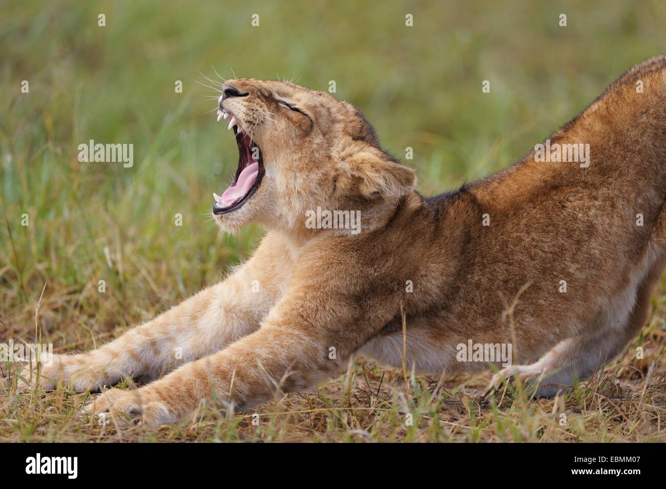 Lion (Panthera leo) cub, bâillements, Massai Mara, Serengeti, province de la vallée du Rift, au Kenya Banque D'Images