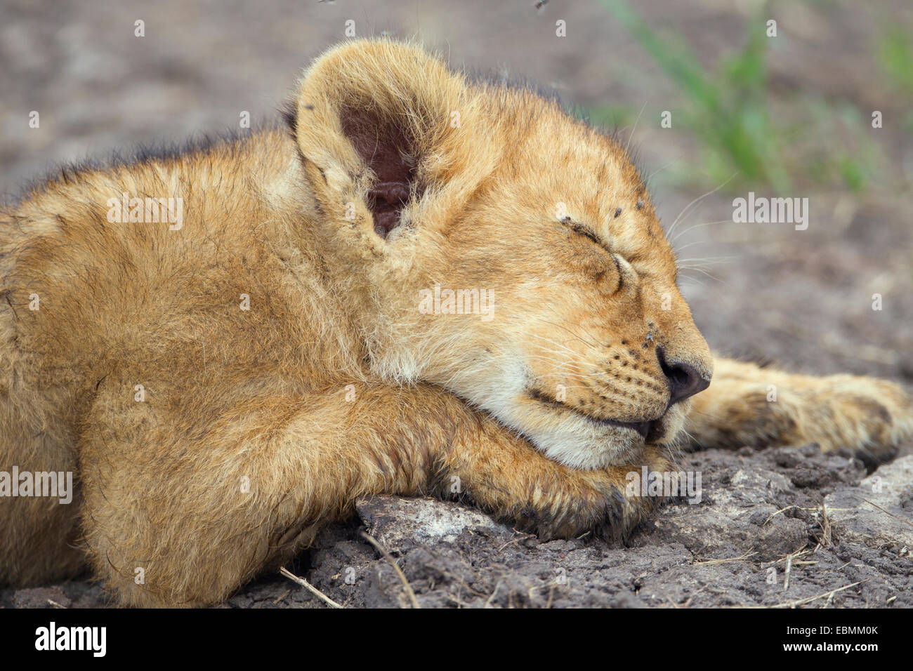 Lion (Panthera leo) cub, dormir, Massai Mara, Serengeti, province de la vallée du Rift, au Kenya Banque D'Images