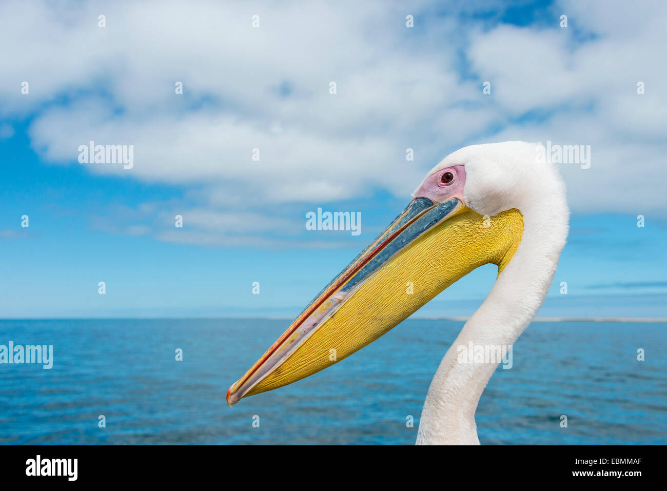 Grand Pélican blanc (Pelecanus onocrotalus) à Walvis Bay, Namibie Banque D'Images
