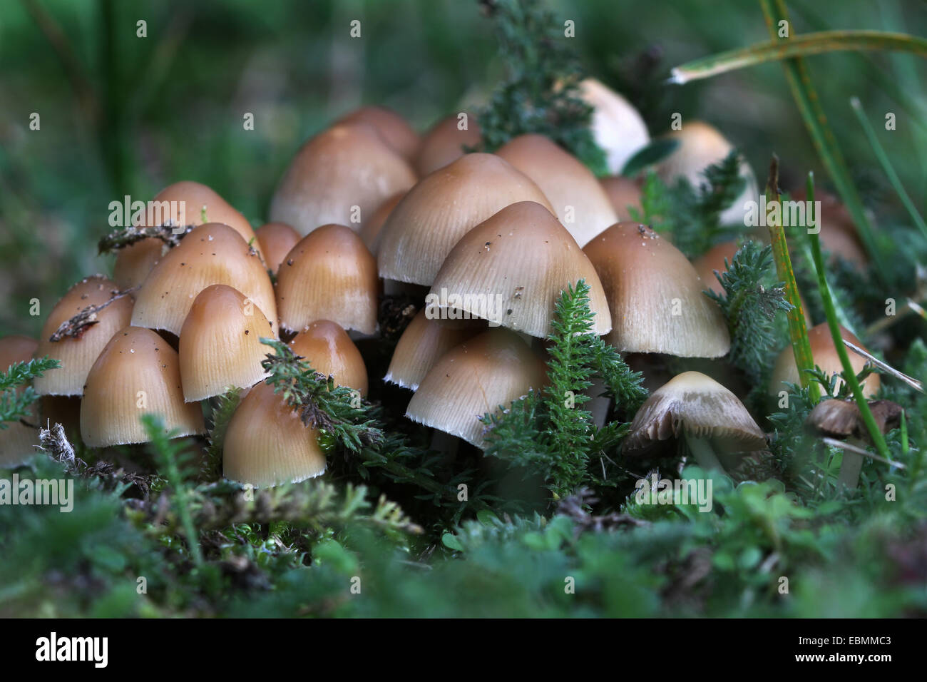 Groupe des toadstools sur pelouse maison en automne. Banque D'Images