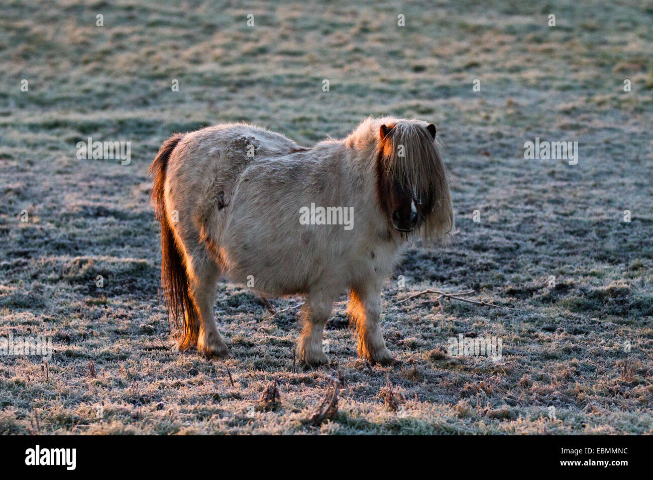 Poneys Shetland de race écossaise ; animaux de ferme par temps froid Preston, Lancashire, Premier matin d'automne glacial de l'année à endurer pour ces « bons doers », qui ont besoin de relativement peu de nourriture pour vivre. Poney Shetland, des îles Shetland au large de la pointe nord de l'Écosse. Les poneys des montagnes et des landes forment un groupe de plusieurs races de poneys et de petits chevaux indigènes des îles britanniques. Bon nombre de ces races sont dérivées de poneys semi-féroces gardés sur des landes ou des landes au Royaume-Uni Banque D'Images