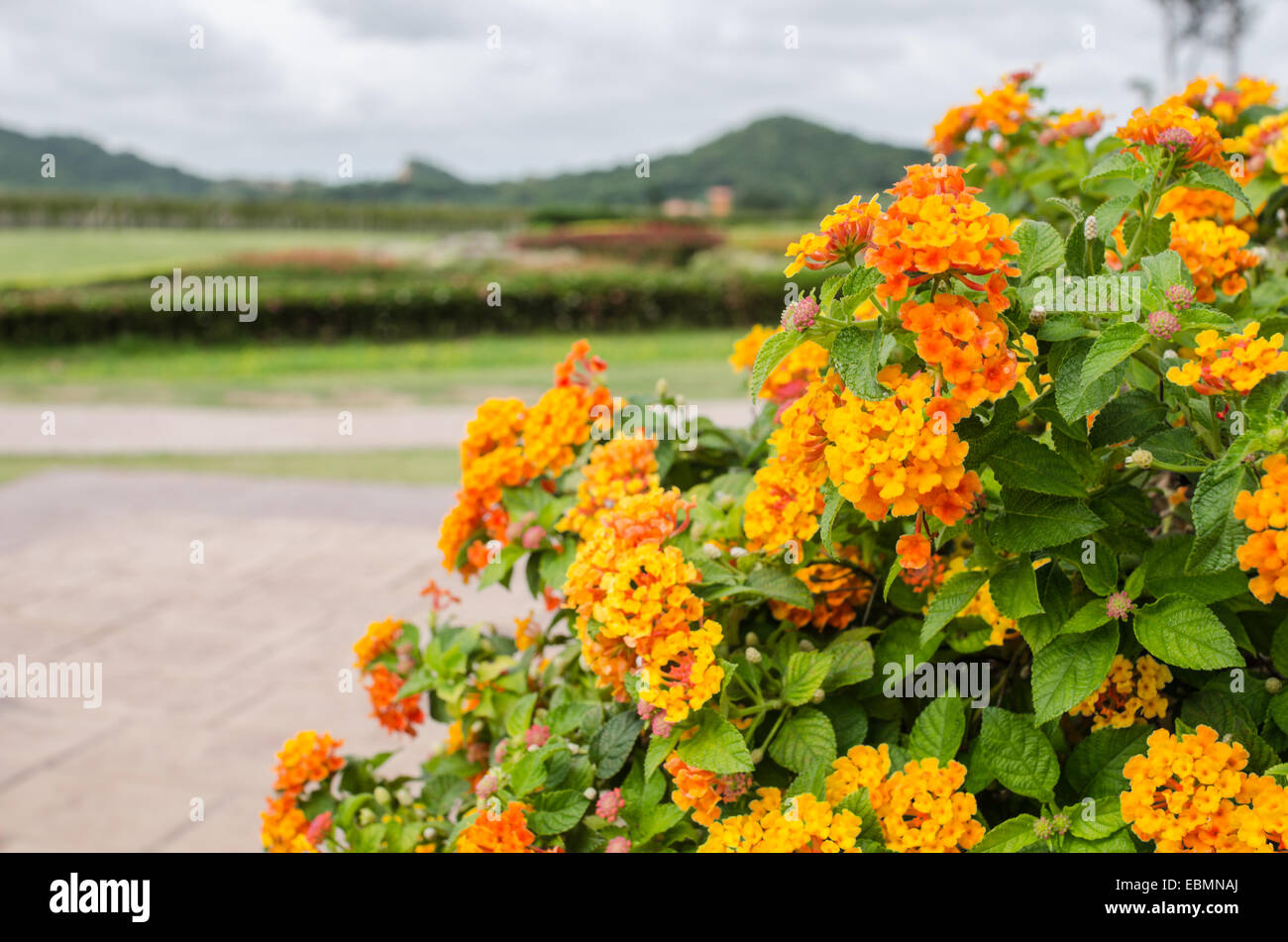 Lantana ou sage sauvage ou Drap d'or ou Lantana camara dans le jardin de fleurs Banque D'Images