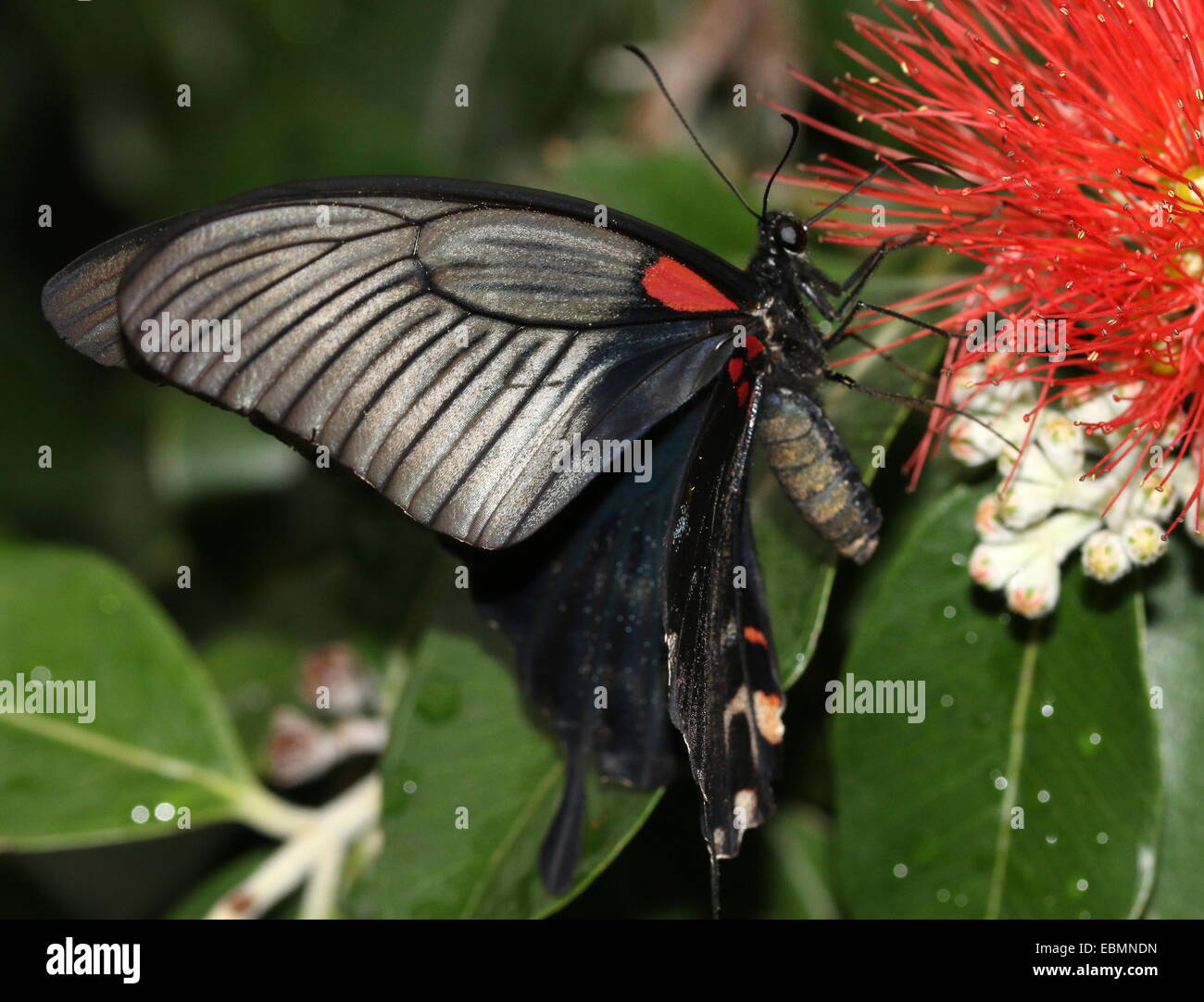 Southeast Asian Grand Mormon buterfly (Papilio memnon) Banque D'Images