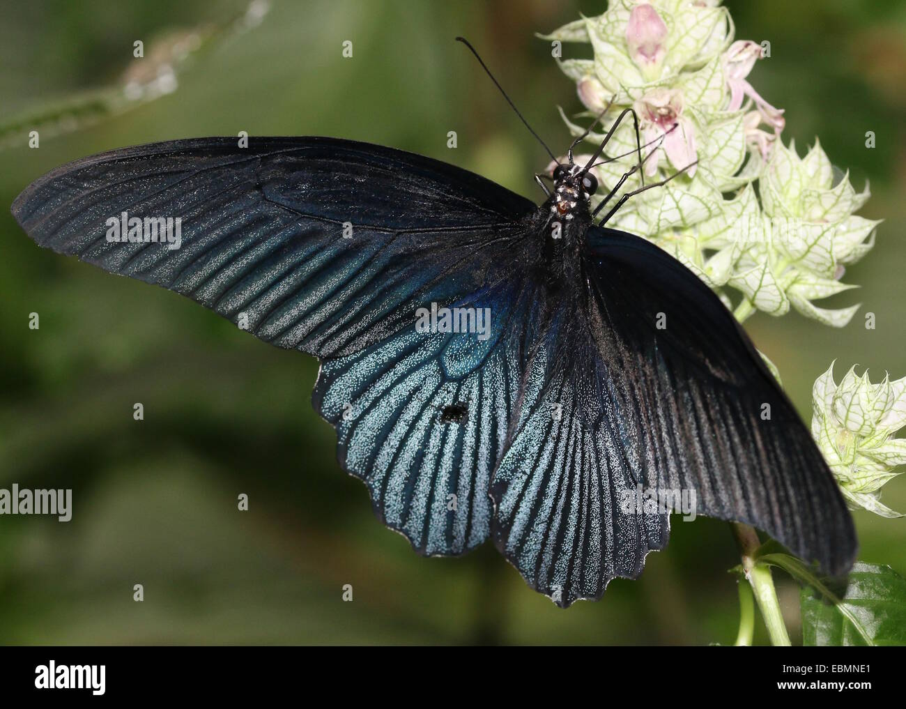 Southeast Asian Grand Mormon buterfly (Papilio memnon) Banque D'Images