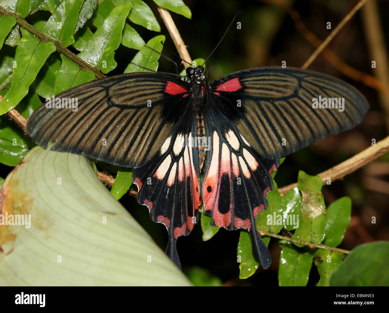 Southeast Asian Grand Mormon Papilio memnon (papillon) Banque D'Images