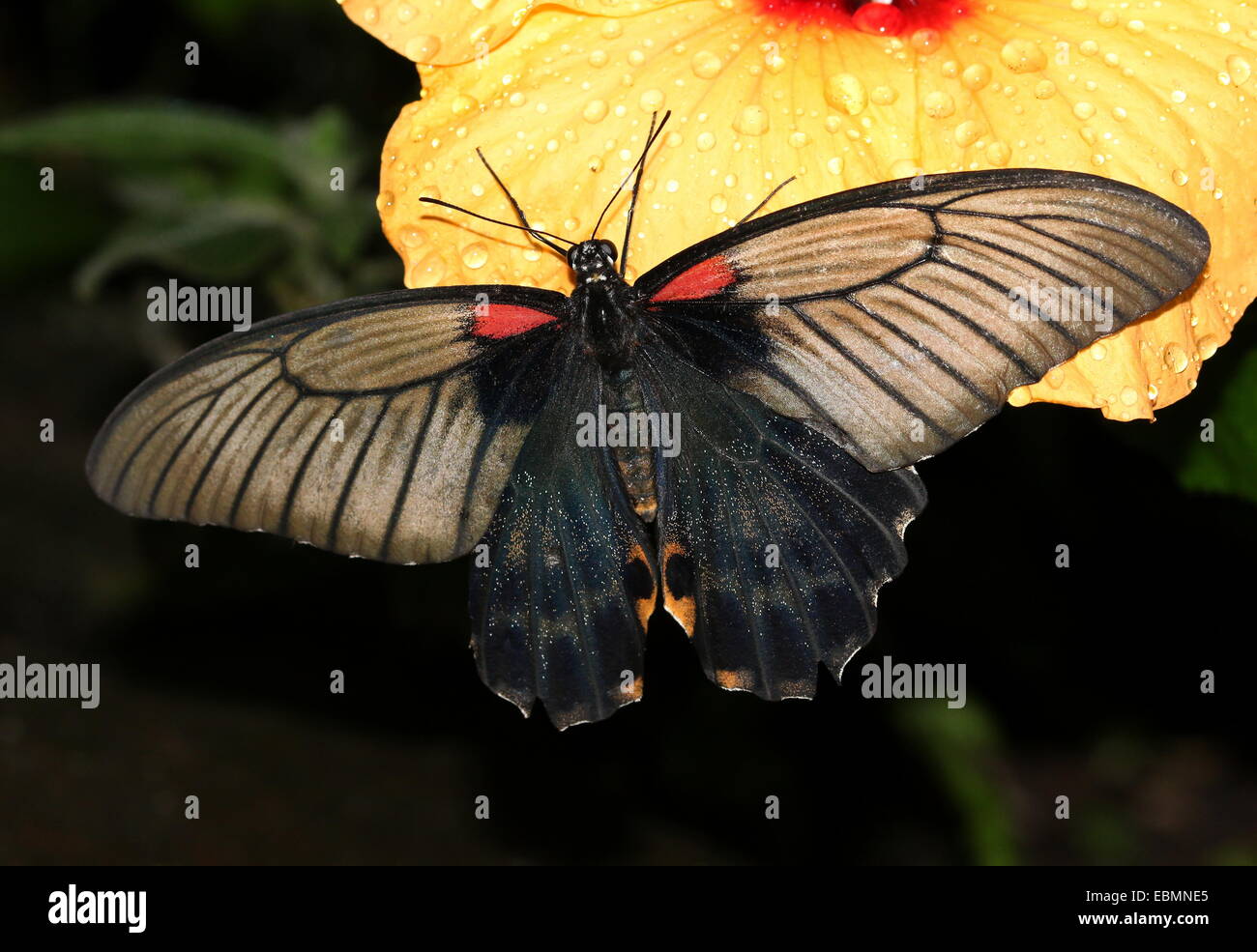 Asian Grand Mormon Papilio memnon (papillon), probablement sous-espèce butlerianus ou agenor Banque D'Images