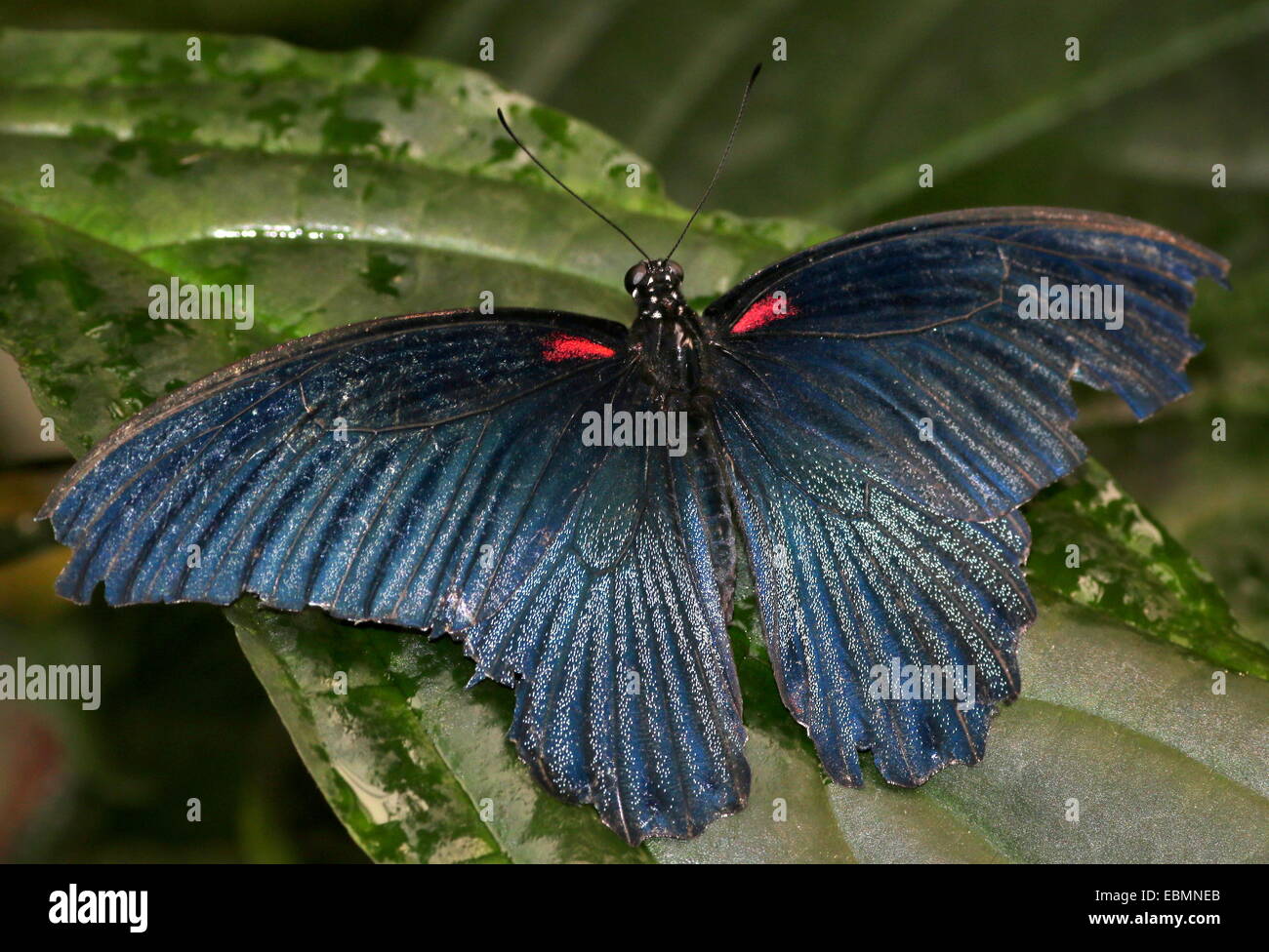 Southeast Asian Grand Mormon buterfly (Papilio memnon) Banque D'Images