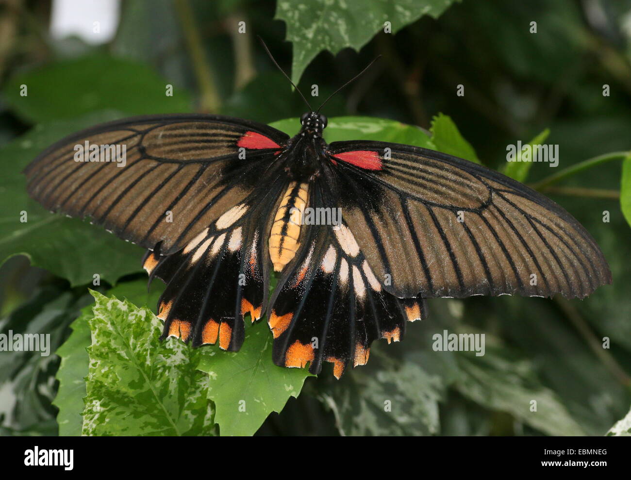 L'Asie du Sud-Est femelle papillon grand Mormon Papilio memnon) Banque D'Images