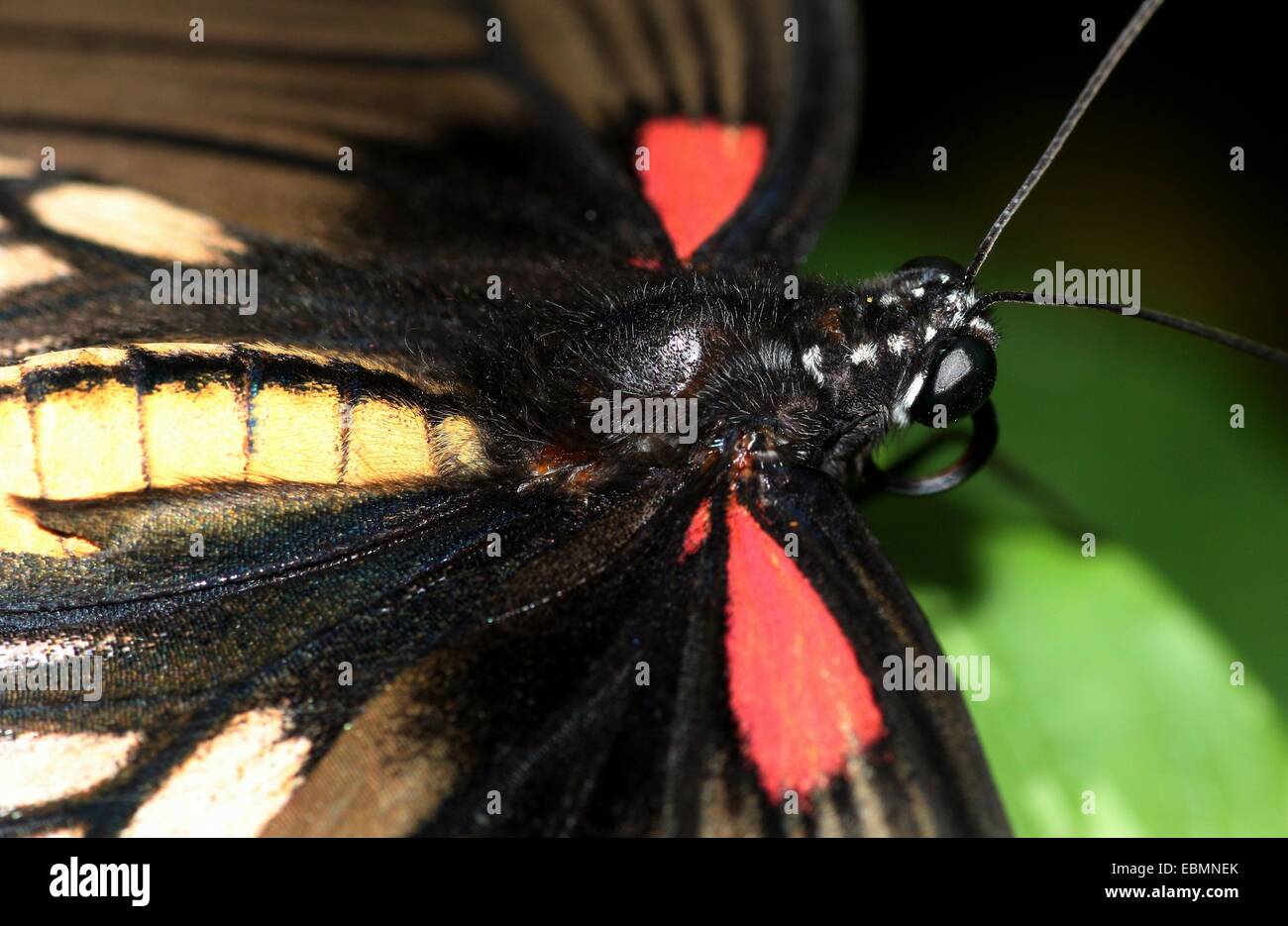 Macro extrême close-up of Southeast Asian Grand Mormon Papilio memnon (papillon) Banque D'Images